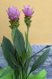 CURCUMA